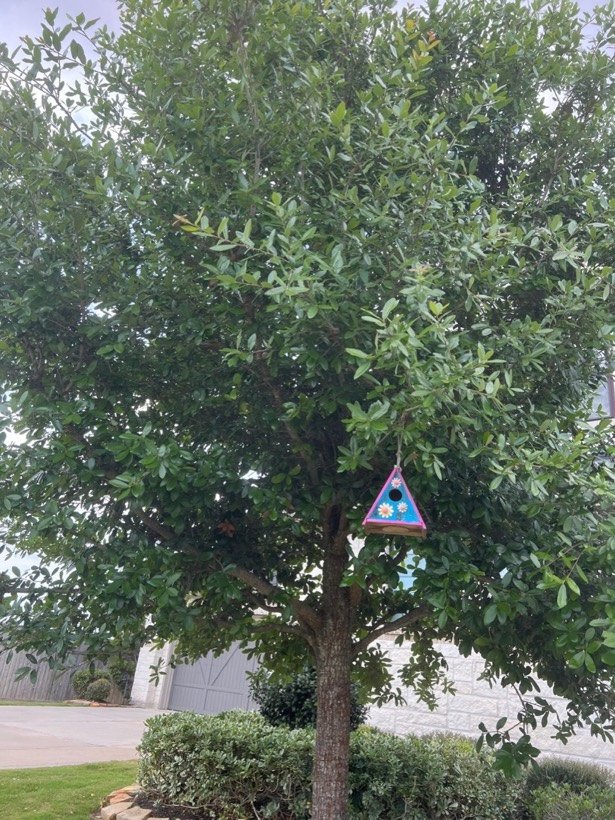 Young live oak after structural pruning