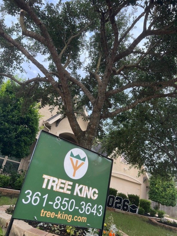 Tree King yard sign under a pruned live oak