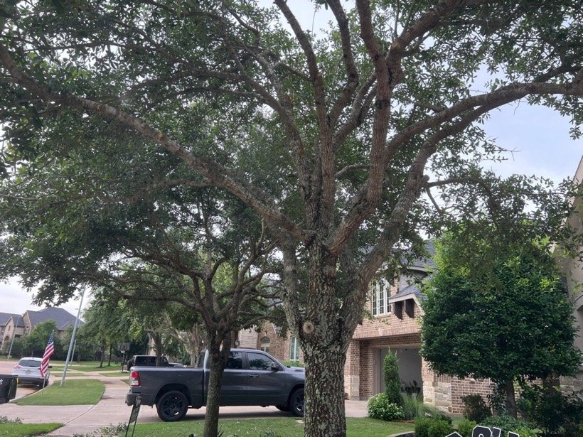 Live oak after pruning