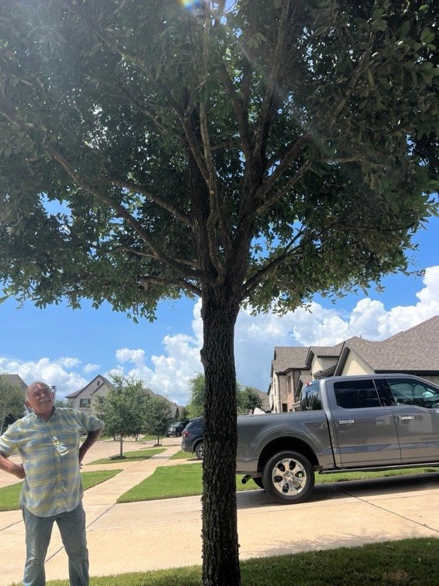 Young live oak at a new home in Fulshear