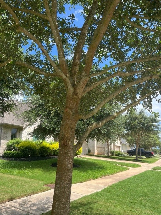 Young live oak at a new home