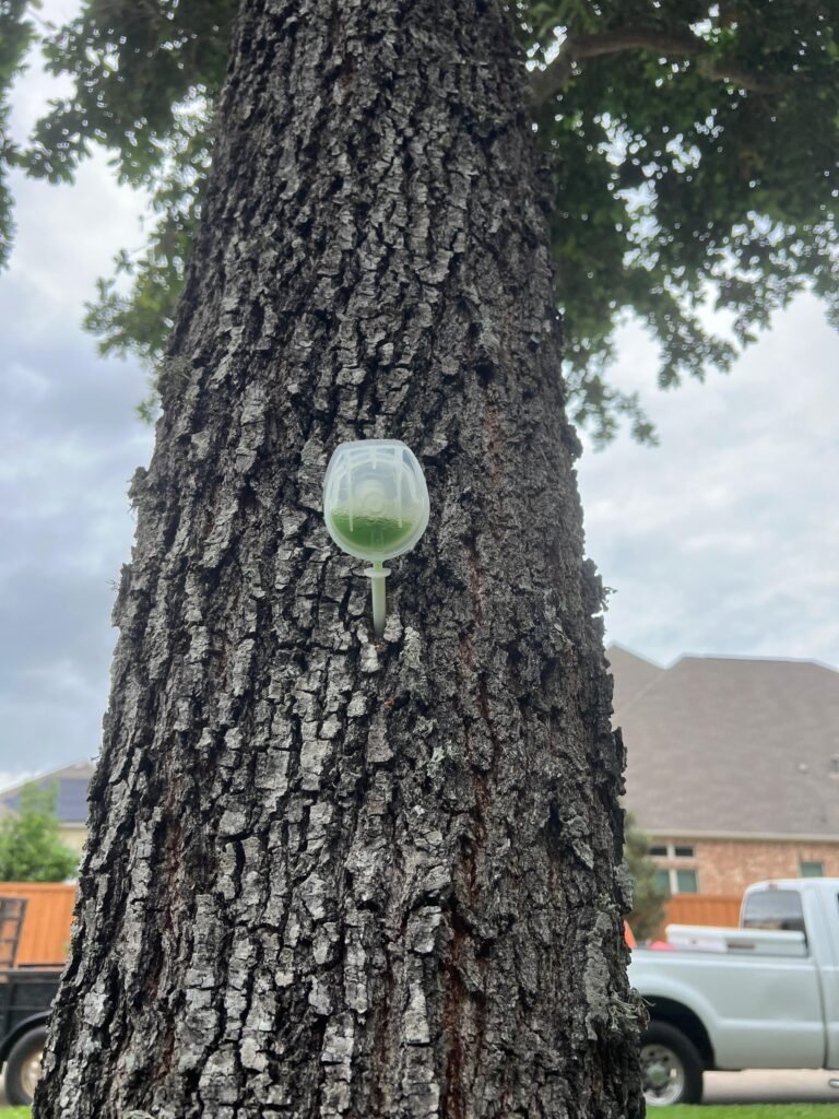 A tree showing signs of decline and dieback