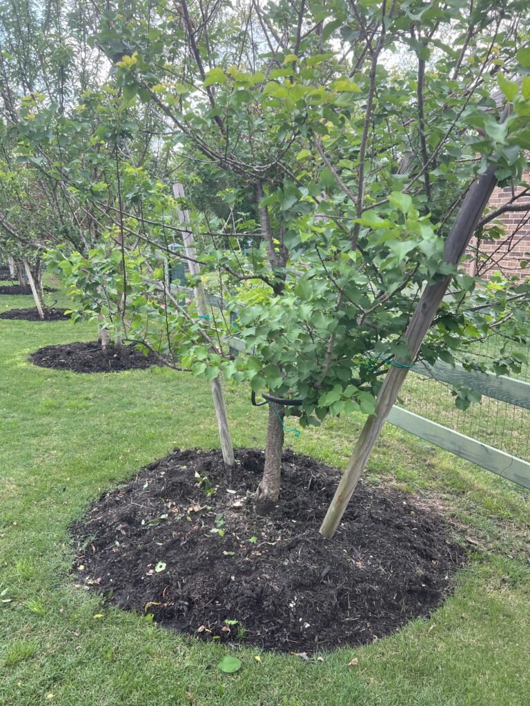 Tree leaves turning yellow from iron chlorosis