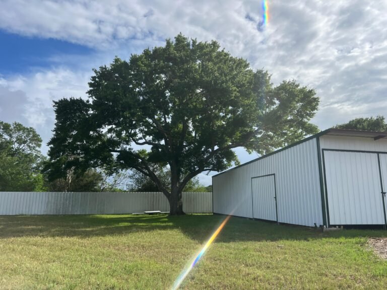 Large live oak