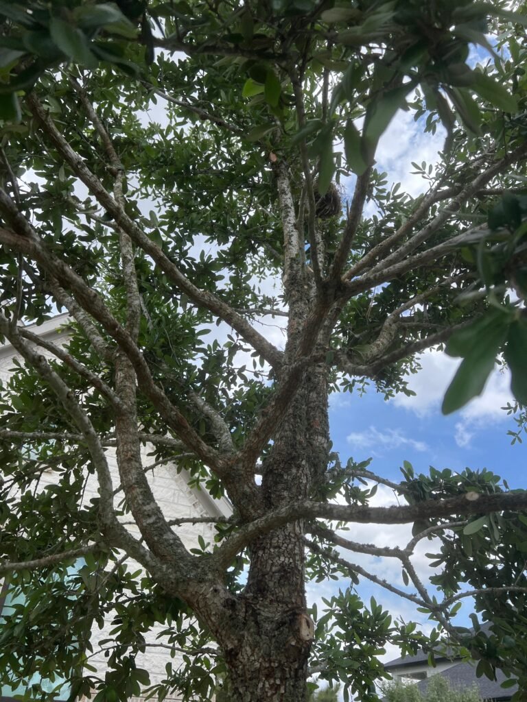 Well-pruned oak canopy
