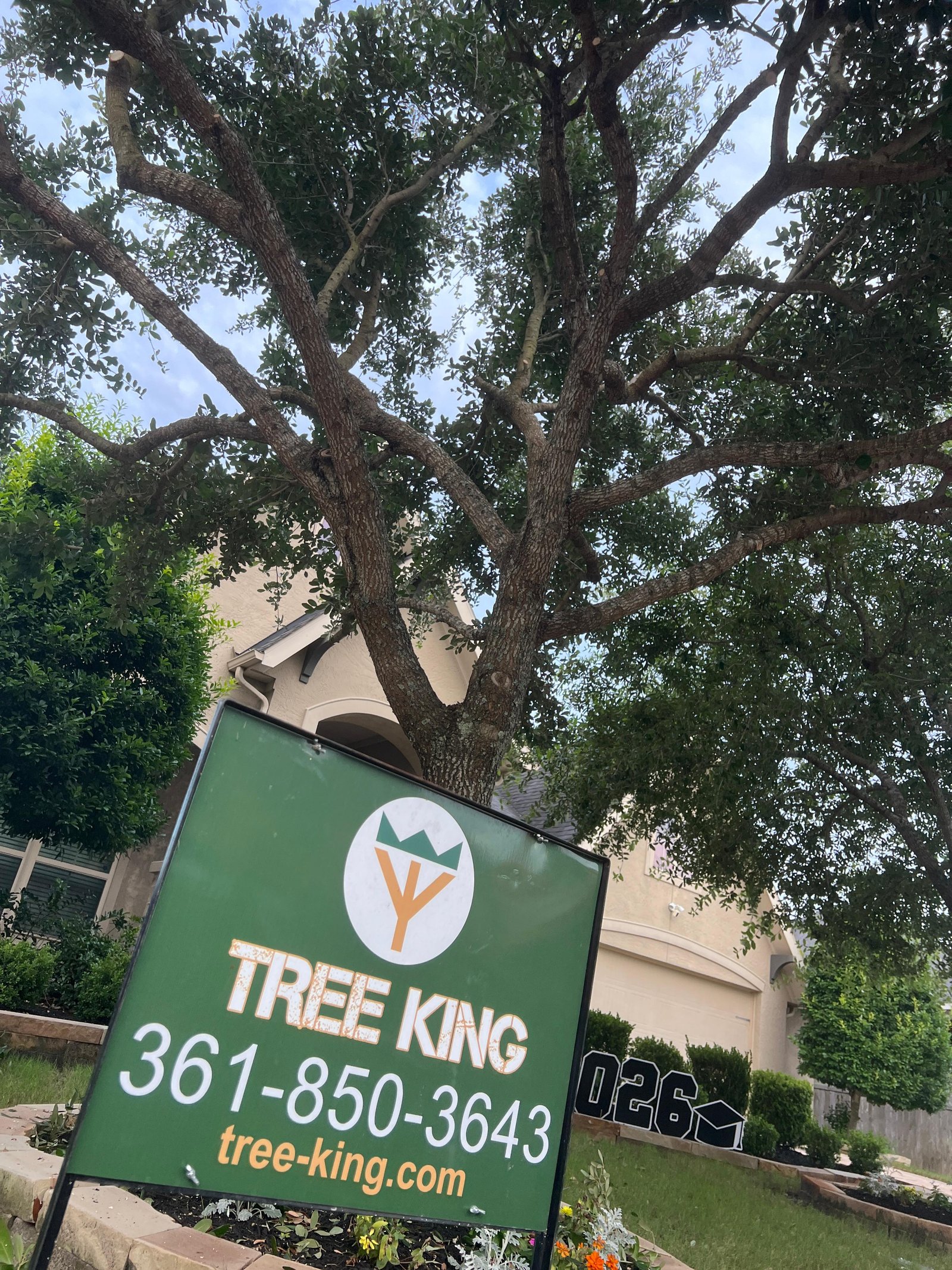 Tree King crew trimming a tree