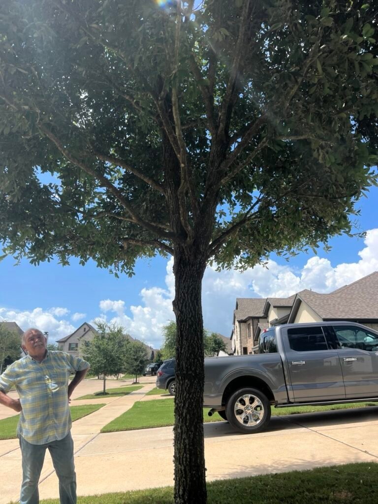 Young live oak in the front yard of a new home, with a Tree King customer looking up at the canopy