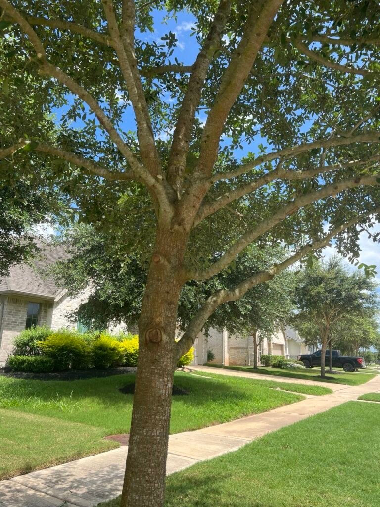 Young live oak with well-spaced limbs after structural pruning, on a street of new homes